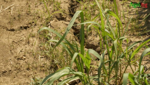 Ще се отрази ли сушата върху реколта`22?