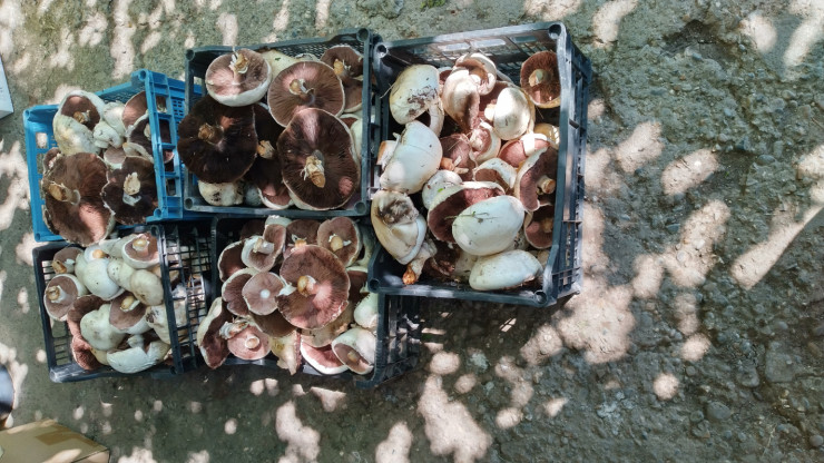Печурка Ливадна - Снимка 1