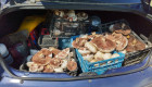 Печурка Ливадна - Снимка 2
