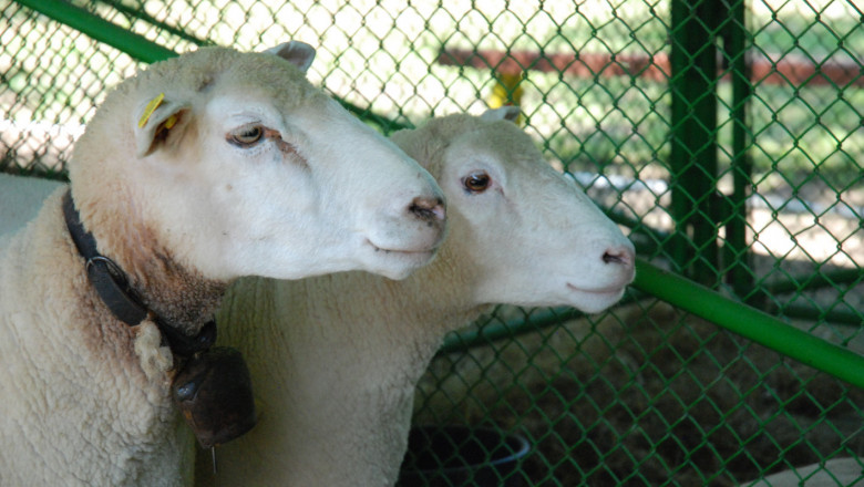 Не пропускайте годишното изложение на овце Ил дьо Франс