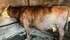 Крава сементал бременна в 9 месец 2000лв - Снимка 1