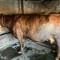 Крава сементал бременна в 9 месец 2000лв - Агро Работа