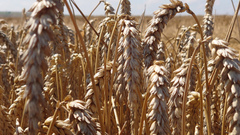 Как да опазите пшеницата от пожар?