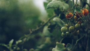 Горещото време заплашва реколтата от домати - Agri.bg