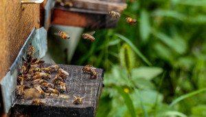 Как да се погрижите за пчелите след приключване на медосбора?