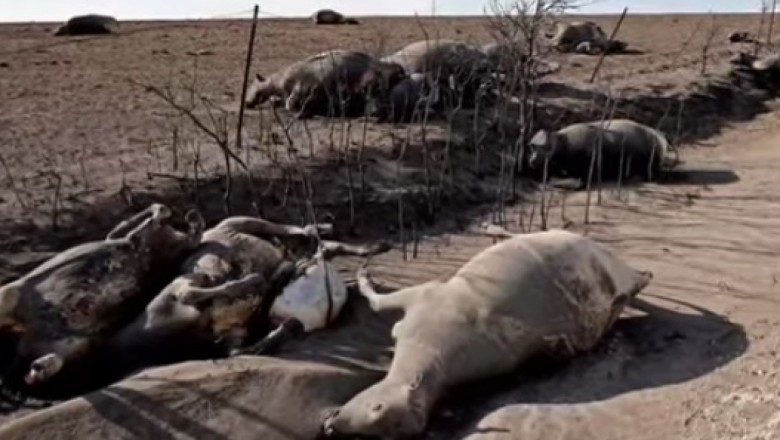 Безпощадна жега уби хиляди говеда в Канзас