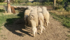 Овце крастоска асаф и лакон - Снимка 1