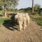 Овце крастоска асаф и лакон - Агро Работа