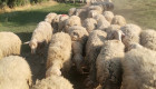 Овце крастоска асаф и лакон - Снимка 2