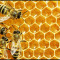 Кошери с пчелни семейства Многокорпусни - Агро Работа