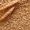Пшеница. Ние предлагаме най-добрата цена с доставка на DAP - Агро Работа