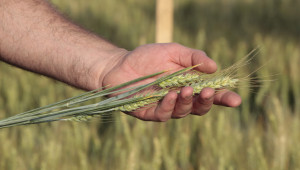 Царевица и пшеница чисти от плевели – как се прави