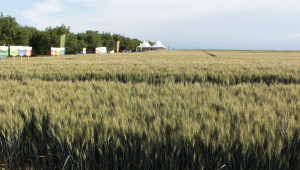 Царевица и пшеница чисти от плевели – как се прави - Снимка 7