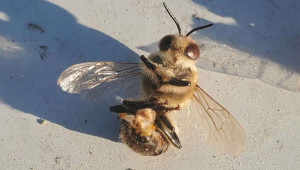 Жегите карат пчелите да се самоубиват
