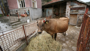 Крава с туберколоза в Разградско - Agri.bg