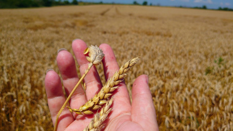 Ограбени надежди: Родната реколта застрашена от безмитен внос на зърно - Agri.bg