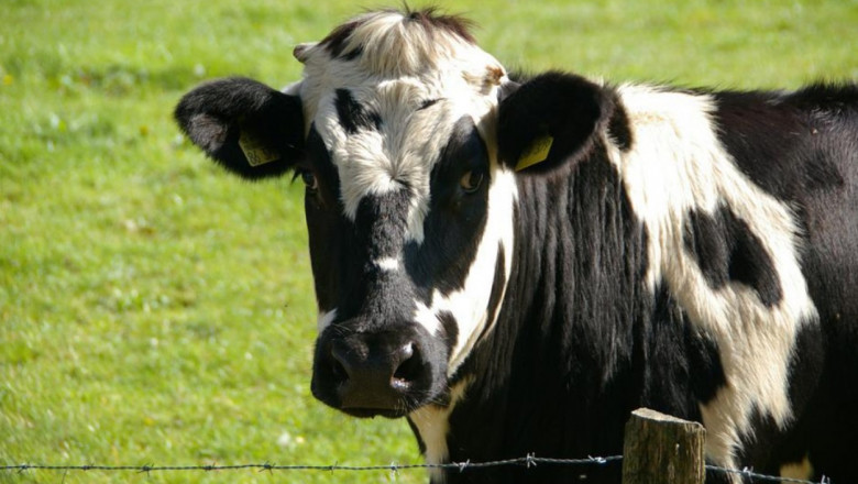 Оплакване за тормоз на животновъд стигна до земеделското министерство