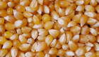 Продавам ГМО соя, слънчоглед, царевица, пшеница от Украйна - Снимка 3