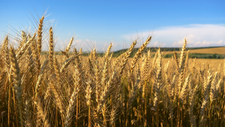 Жътва: Житото прегоря на места в Северозапада
