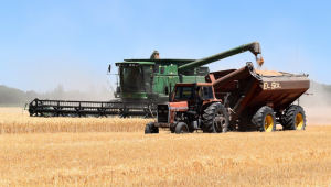 Първи официални данни за средните добиви от пшеницата у нас - Agri.bg