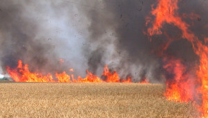 Изгоряха 600 дка с пшеница - Agri.bg