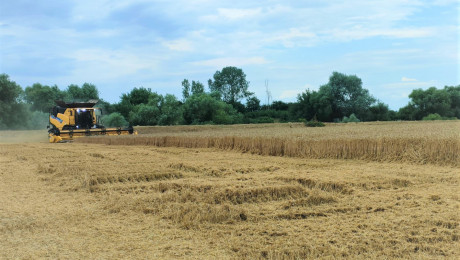 Зърнопроизводител: Очакванията за рентите са големи - Agri.bg