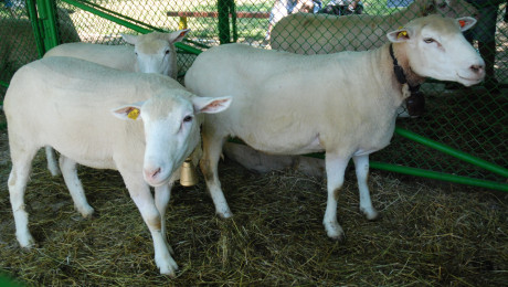 Въпреки кризата: Български ферми внасят чистопородни овце - Agri.bg