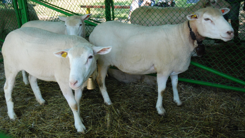 Въпреки кризата: Български ферми внасят чистопородни овце