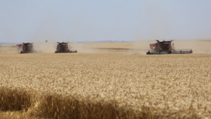 Зърнопроизводител: Жътва е, цена няма