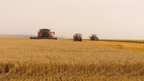 Зърнопроизводител: Добивите са с 20-30% по-ниски от миналогодишните - Agri.bg