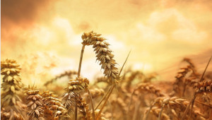Времето: Рискове за жътвата на пшеницата