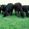 Търсим гледач за ферма за месодайни говеда - Агро Работа
