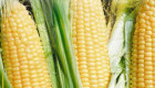 Сладка царевица - оверланд - Снимка 1