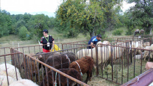 Животновъди мерят сили в традиционната борба на пояс Кореш - Снимка 7