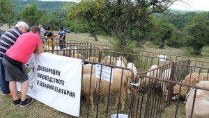 Животновъди мерят сили в традиционната борба на пояс Кореш
