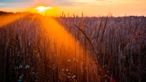 Страх и алчност на пазара за пшеница