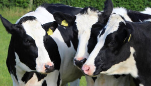 Споделен опит: Роботизирана система за доене на млечни крави