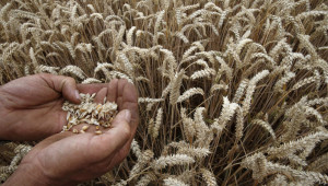 Производители коментират актуалната цена на пшеницата