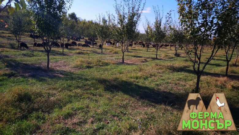 Семейна ферма "Монсър" и нейното райско кътче в Разградско