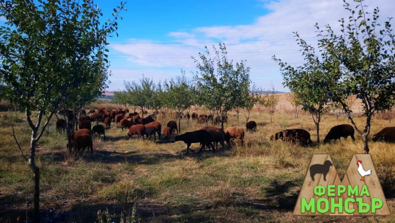 Семейна ферма "Монсър" и нейното райско кътче в Разградско