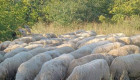 Продавам 75 овце за дамазлък - Снимка 4