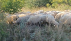 Продавам 75 овце за дамазлък - Снимка 6