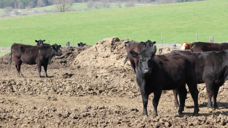 Пазари: Цените на телешкото месо се движат около и над 6,50 лв./кг кланично тегло