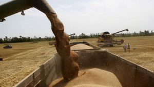 Пшеницата се прогнозира да поскъпне на 740 лв./тон