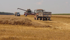 Пъстра картина: От 320 до 850 кг/дка добиви от пшеница в Добруджа