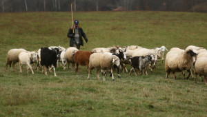 Извънредна помощ: Между 90 и 100 лв. на глава се очаква да получат овцевъди и козевъди