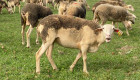 Продав овце лакон - Снимка 2