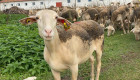 Продав овце лакон - Снимка 3