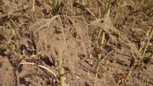 Земеделци алармират: Гъсеници опоскаха слънчогледа в Добруджа - Снимка 2