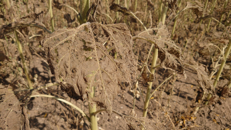 Земеделци алармират: Гъсеници опоскаха слънчогледа в Добруджа